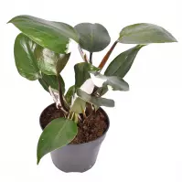 Philodendron white knight 15/45