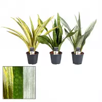 Sansevieria aubrytniana mix 14/50