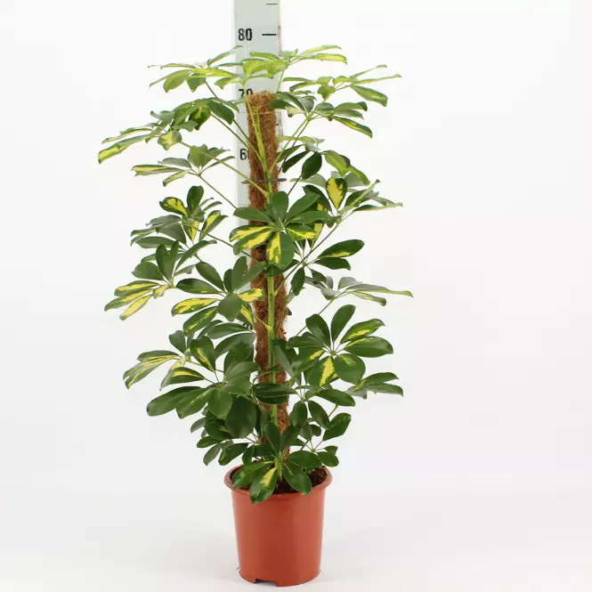 Schefflera arboricola gold capella 17/70