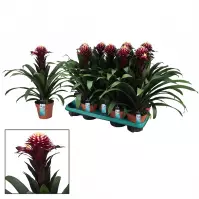 Guzmania francesca 13/40