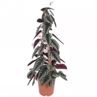 Cissus discolor piramide 24/100