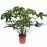 Philodendron green wonder 34/120