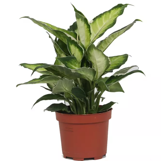 Dieffenbachia cool beauty 12/30