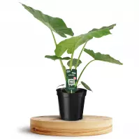Alocasia macrorrhiza 19/70