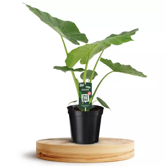 Alocasia macrorrhiza 19/70