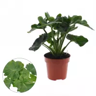 Philodendron atom 12/25