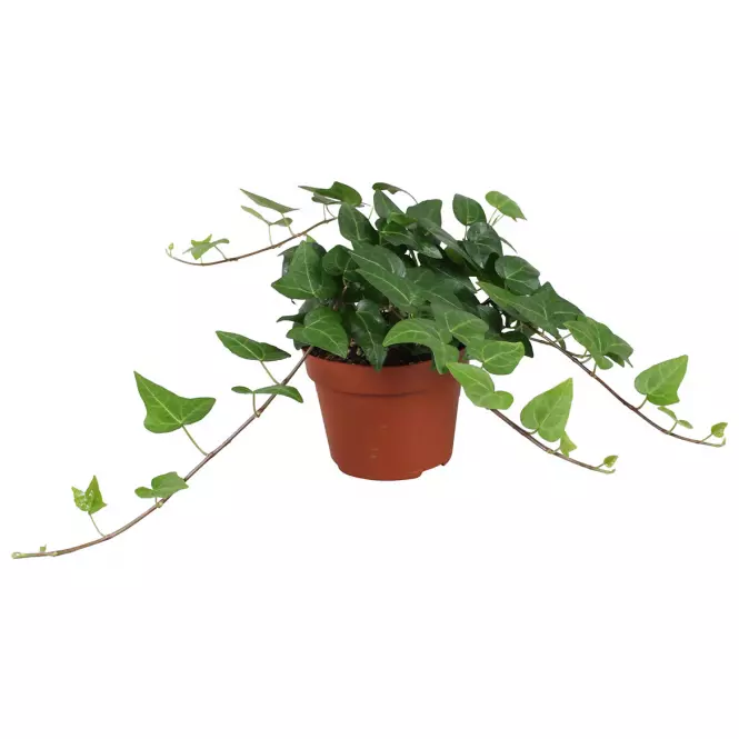 Hedera helix mein herz 13/30