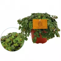 Sedum tornado 12/20