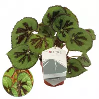 Begonia masoniana rock 12/30