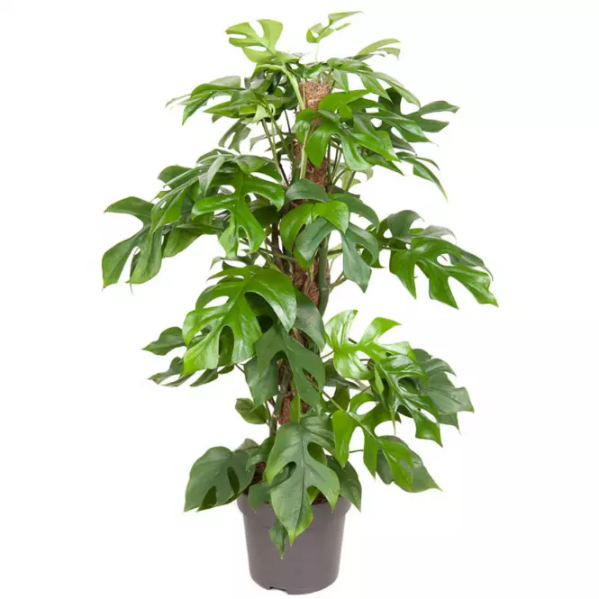 Monstera minima mosstok 19/80