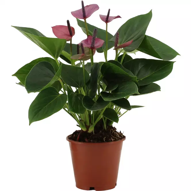 Anthurium baby purple 12/36