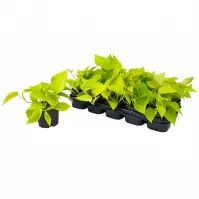 Epipremnum pinnatum golden pothos 12/25