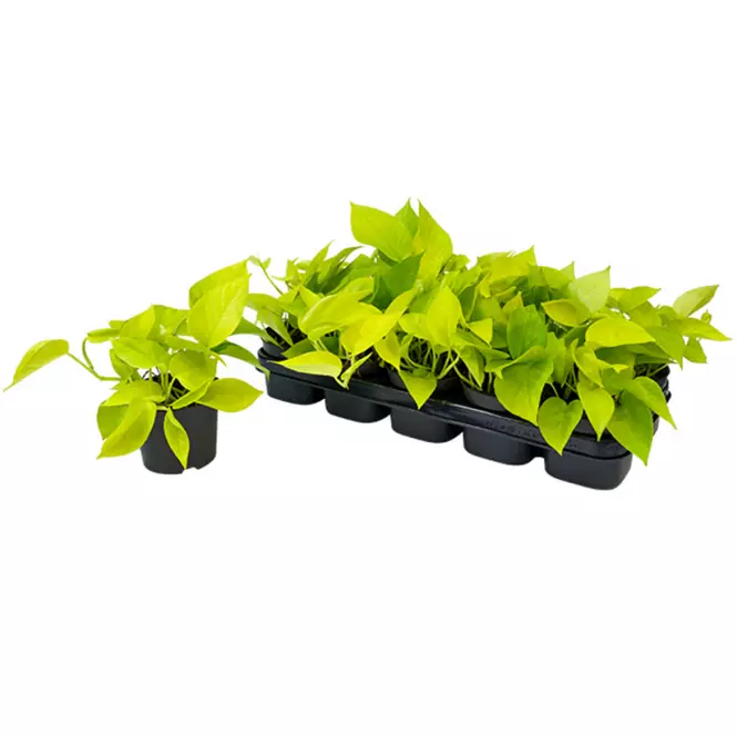 Epipremnum pinnatum golden pothos 12/25