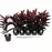 Cordyline mambo 12/40