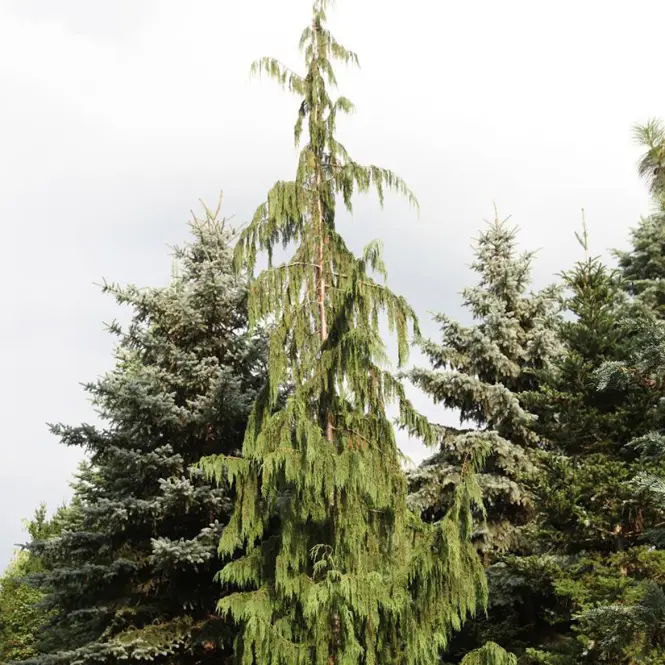 Chamaecyparis nootkatensis 