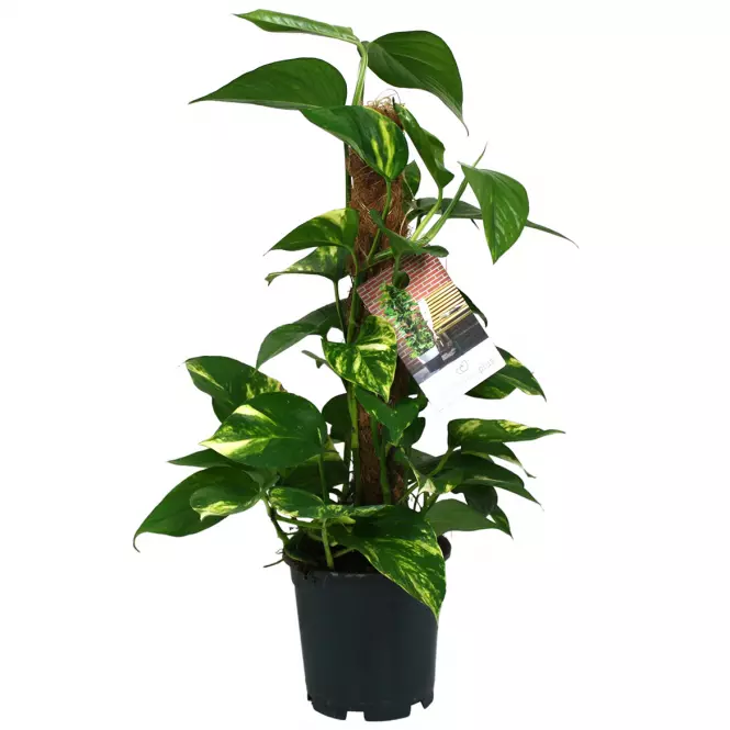 Epipremnum pinnatum  mosstok 50 15/50