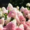 Hydrangea Paniculata Living Strawberry Blossom C5