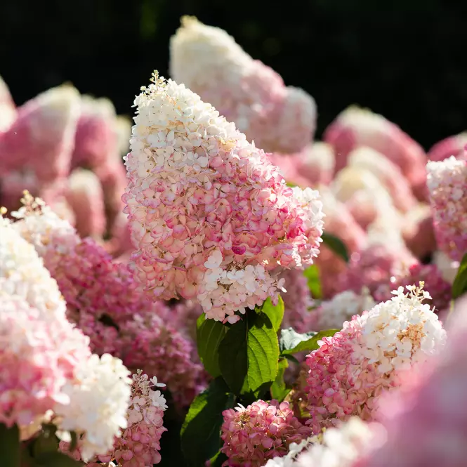 Hydrangea Paniculata Living Strawberry Blossom C5