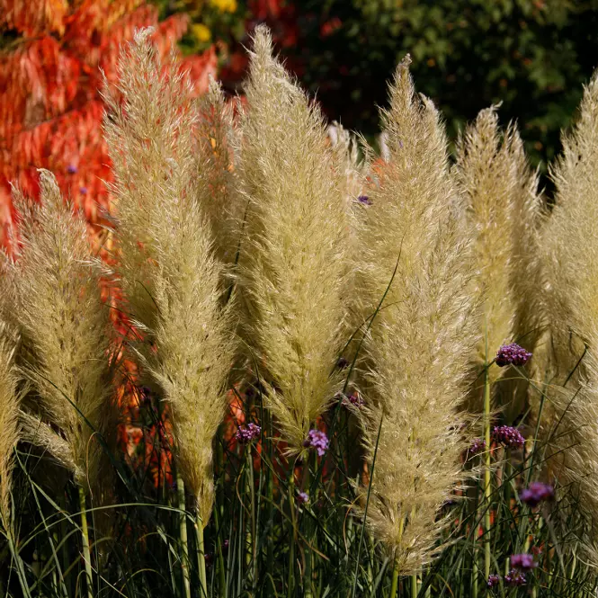 Cortaderia Selloana Tiny Pampa Day1 C3