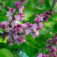 Syringa Vulgaris C 2,5 mix