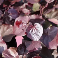 Cercis canadensis ´MERLOT´ C5 60-80
