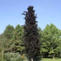 Fagus sylvatica dawyck purple C5 60-80