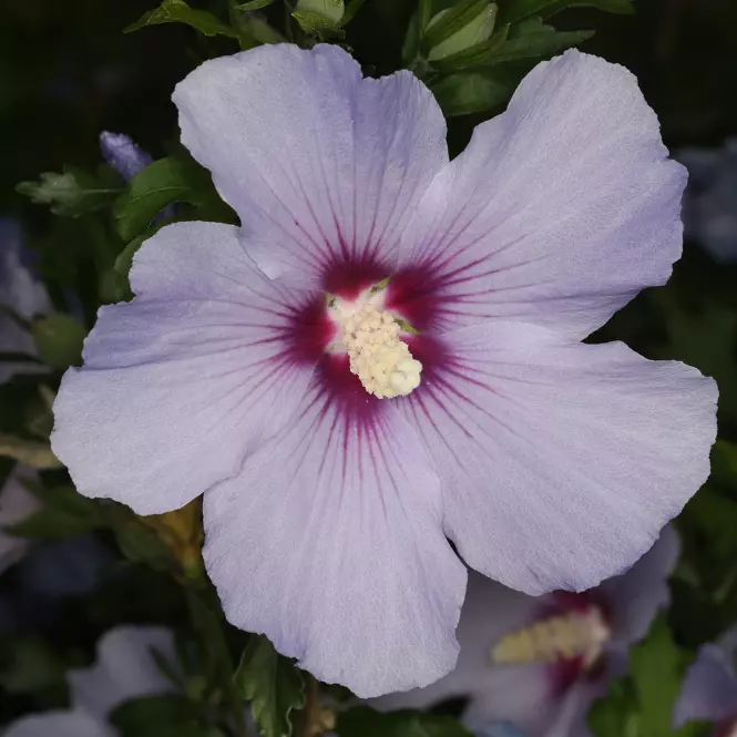 Hibiscus syriacus MIX C5
