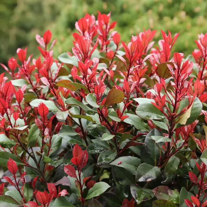 Photinia fraseri 
