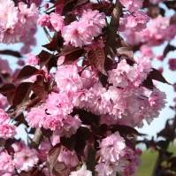 Prunus serr. royal burgundy C10 pa 100-120
