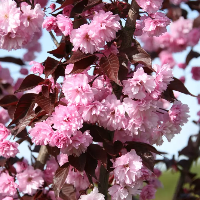Prunus serr. royal burgundy C10 pa 100-120