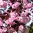 Prunus serr. royal burgundy C10 pa 100-120