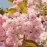 Prunus serrulata kazan C7.5 PA
