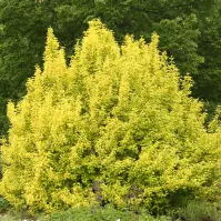 Physocarpus opulifolius luteus 60-80 C3