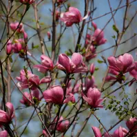 Magnolia GALAXY 100-120 C5