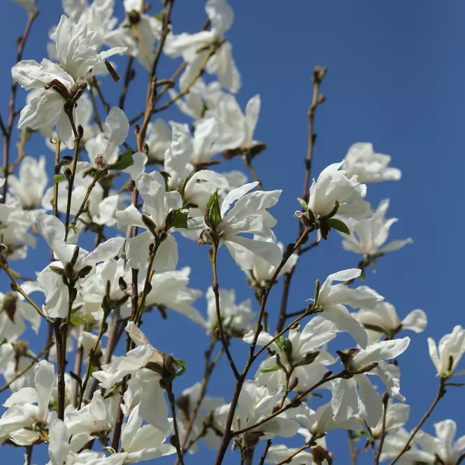 Magnolia japońska