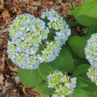 Hydrangea macrophylla C5L
