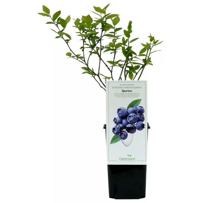 Borówka amerykańska C2