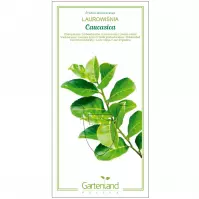 Laurowiśnia caucasica C2