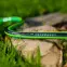 Wąż ogrodowy Green Ats 5 warstw 1/2 25mb 15-100,3