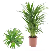 Dypsis lutescens (areca) 17/60