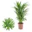 Dypsis lutescens (areca) 17/60