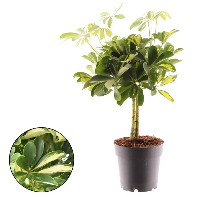 Schefflera gold capella na pniu 14/50
