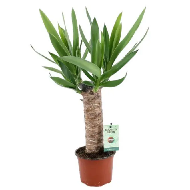 Yucca 3+ 12/50