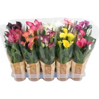 Zantedeschia mix calla 12/40