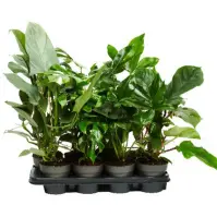 Philodendron mix 14/45
