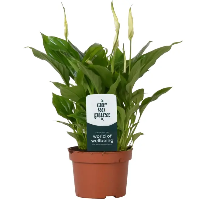 Spathiphyllum rondo air so pure 10.5/30
