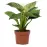 Philodendron biały wave 12/25