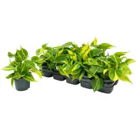 Philodendron scandens brasil 12/25