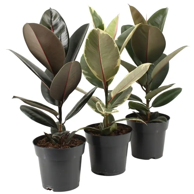Ficus elastica mix 2-3 str. 17/55