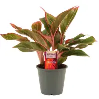 Aglaonema crete 12/35